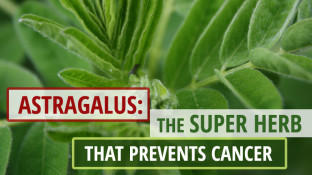 Astragalus: The Super Herb that Prevents Cancer Astragalus: The Super Herb that Prevents Cancer