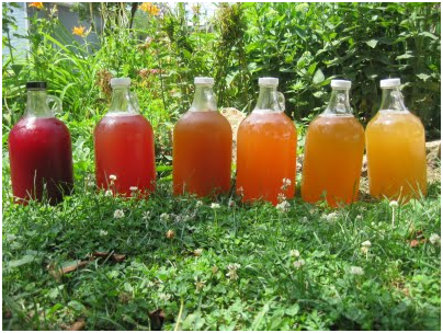 Résultat de recherche d'images pour "image kombucha"