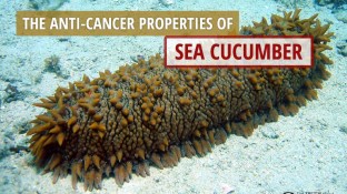 The Anti-Cancer Properties Of Sea Cucumber (video) The Anti-Cancer Properties Of Sea Cucumber (video)