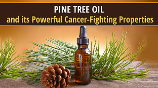 Pine Tree Oil and its Powerful Cancer-Fighting Properties Pine Tree Oil and its Powerful Cancer-Fighting Properties
