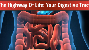 The Highway Of Life: Your Digestive Tract The Highway Of Life: Your Digestive Tract
