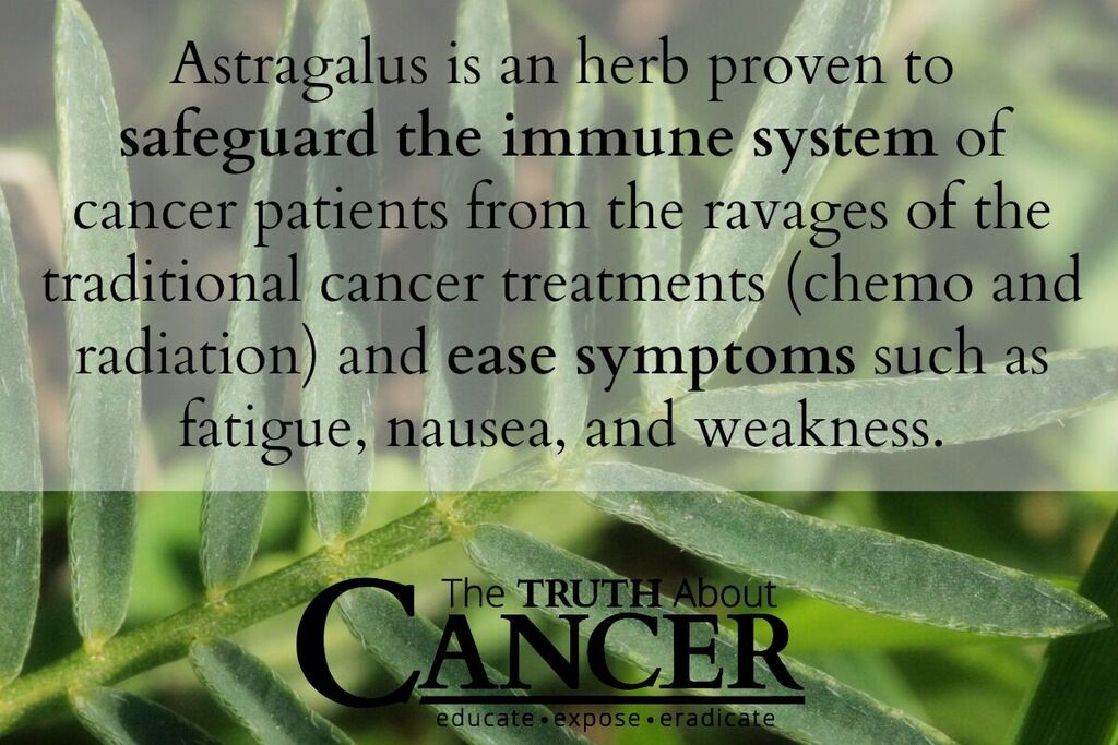 Astragalus este o planta dovedit a proteja sistemul imunitar.