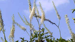 Black Cohosh: A Possible Cure for Breast Cancer Black Cohosh: A Possible Cure for Breast Cancer