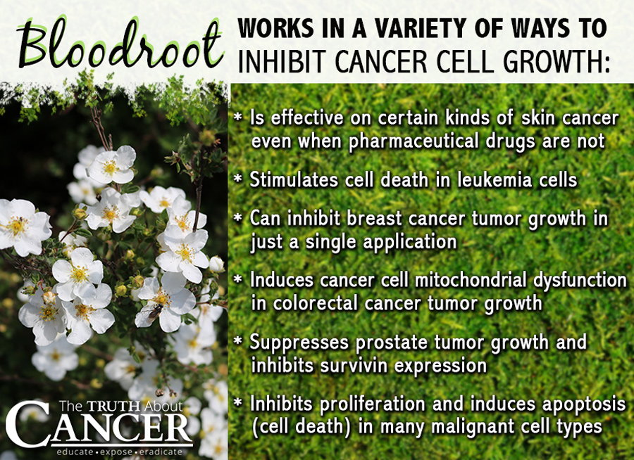 Bloodroot-cancer-cell-growth-2