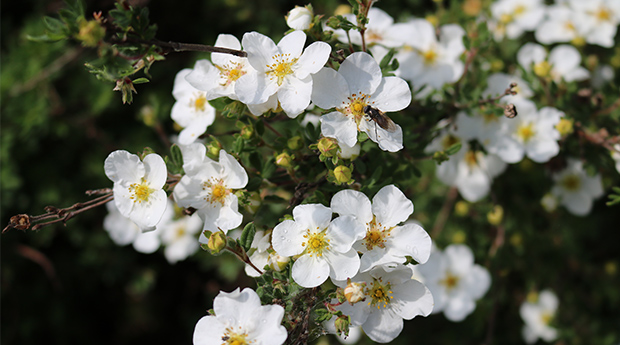 Bloodroot: An Ancient Remedy That Helps Heal Cancer