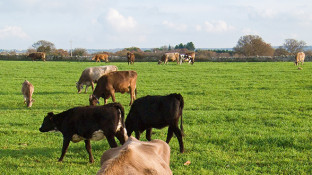 Does Milk Lead to Prostate Cancer? Does Milk Lead to Prostate Cancer?