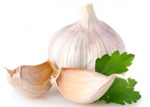 Garlic