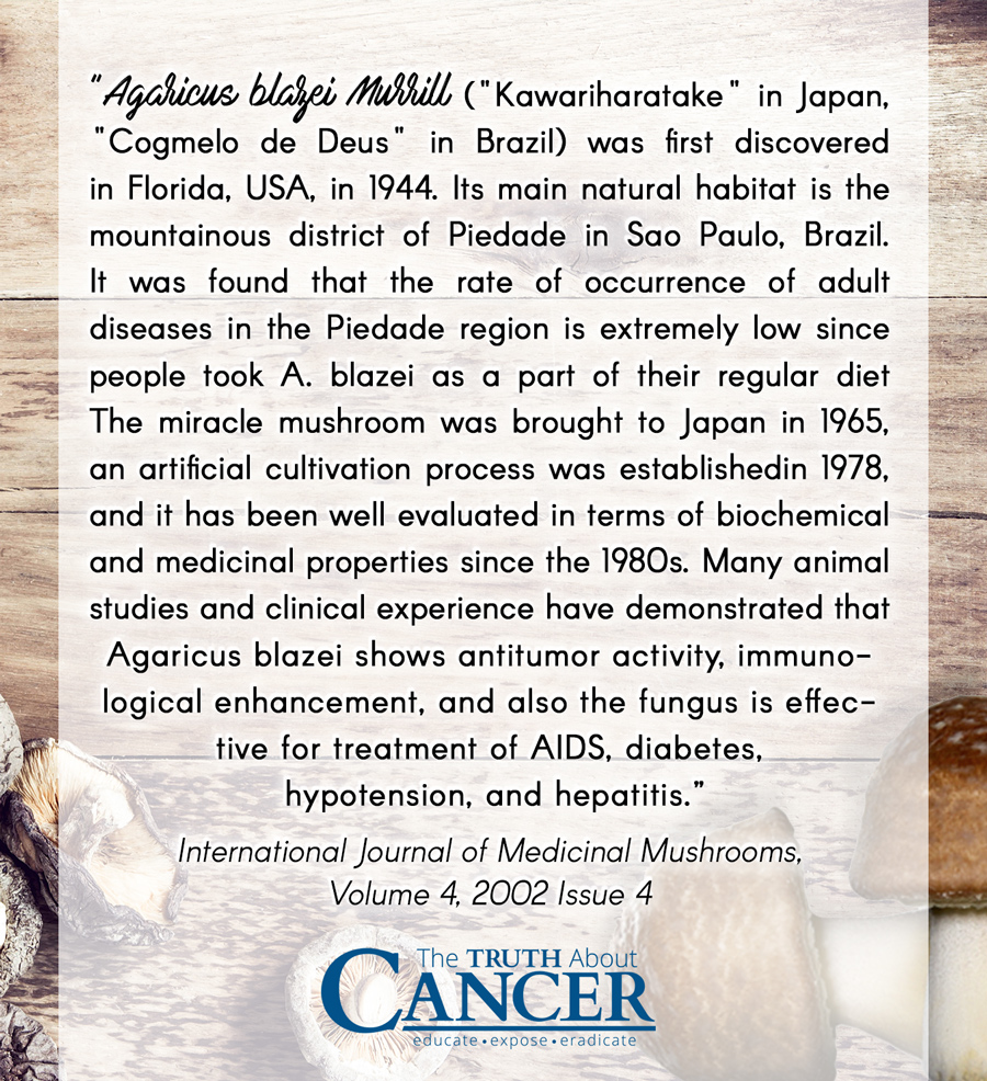 Agaricus Blazei Murill Quote by International Journal of Medicinal Mushroom