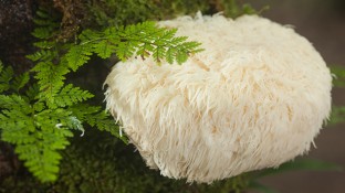 The Incredible Health Benefits of Lion’s Mane Mushroom The Incredible Health Benefits of Lion’s Mane Mushroom