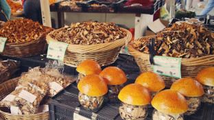 4 Medicinal Mushrooms That Fight Cancer 4 Medicinal Mushrooms That Fight Cancer