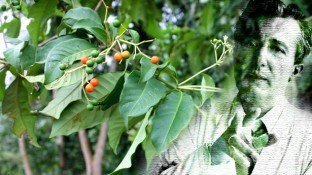 The Legacy of Mirko Beljanksi and 2 Cancer-Fighting Plants The Legacy of Mirko Beljanksi and 2 Cancer-Fighting Plants