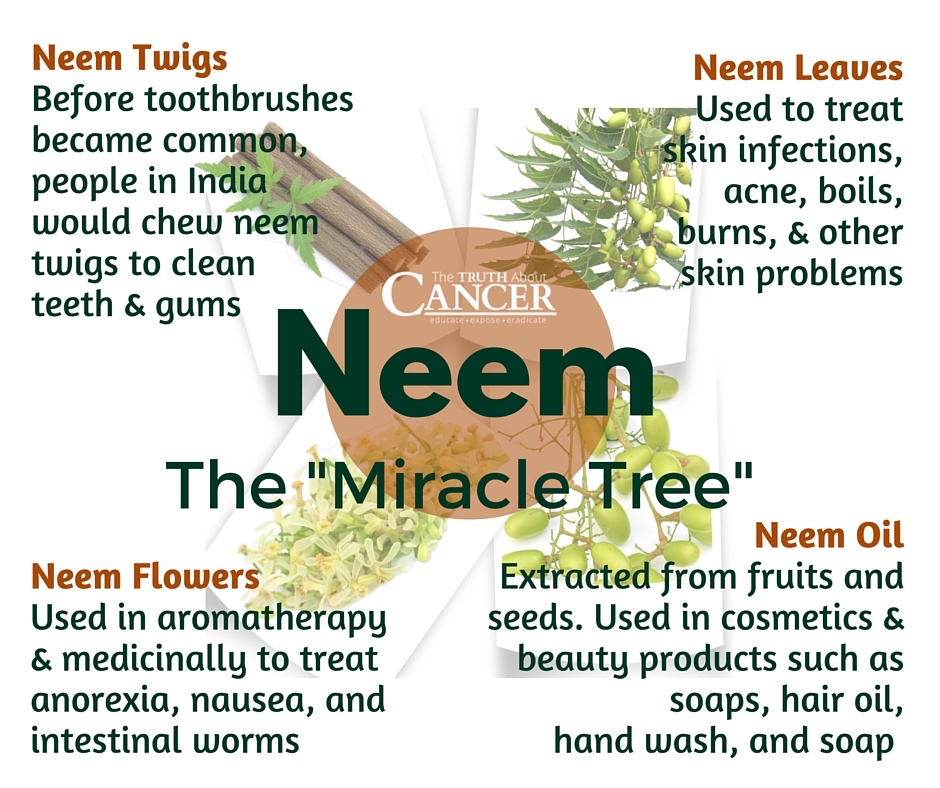 Image result for neem tree pictures
