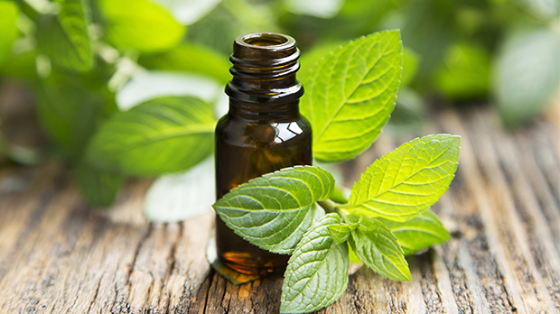 Image result for peppermint essential oil