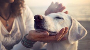9 Reasons Why Being a "Pet Parent" Is Good for Human Health 9 Reasons Why Being a "Pet Parent" Is Good for Human Health