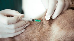 Can Pet Vaccinations Cause Cancer in Cats & Dogs? Can Pet Vaccinations Cause Cancer in Cats & Dogs?