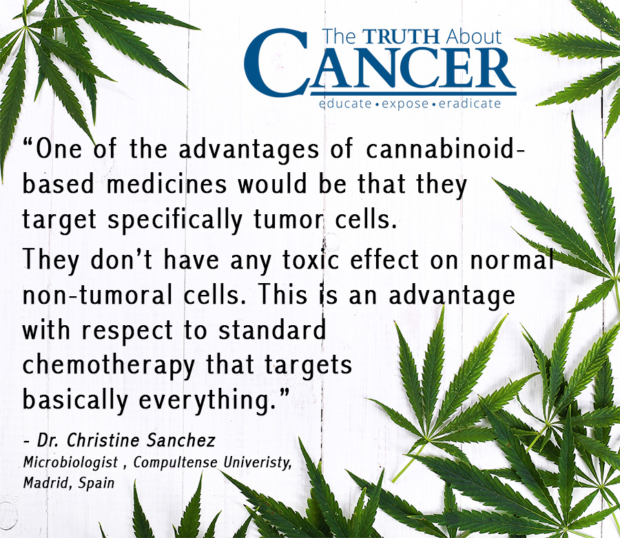 Cannabis and Cancer How Marijuana Helps the Body Heal