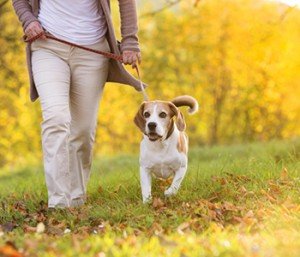 Regular physical activity has numerous health benefits for pets… and their people