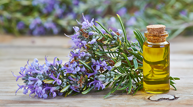 Rosemary-Essential-Oil-Uses
