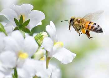 Lăptișorul de matcă este produs de albinele lucrătorilor pentru a alimenta larvele de albine și este bogat în aminoacizi