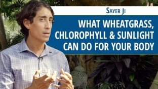 What Wheatgrass, Chlorophyll & Sunlight Can Do for the Body (video) What Wheatgrass, Chlorophyll & Sunlight Can Do for the Body (video)