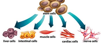 stem cell graphic
