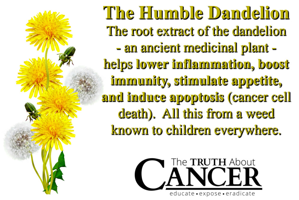 TTAC-Dandelion-Graphic.jpg