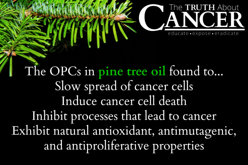 pine-tree-oil-and-its-powerful-cancer-fighting-properties-the-truth