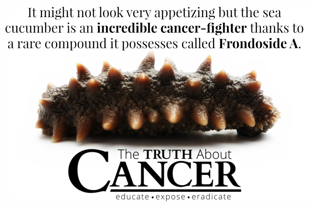 The AntiCancer Properties Of Sea Cucumber (video) The Truth About Cancer
