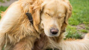 Are Toxins in Your Pet's Flea and Tick Treatments Harming Their Health? (+ 5 safe alternatives) Are Toxins in Your Pet's Flea and Tick Treatments Harming Their Health? (+ 5 safe alternatives)