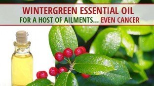 Wintergreen Essential Oil for a Host of Ailments... Even Cancer Wintergreen Essential Oil for a Host of Ailments... Even Cancer