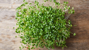 Cancer Fighting Recipe: Broccoli Sprouts Dip with Hemp Seed Oil Cancer Fighting Recipe: Broccoli Sprouts Dip with Hemp Seed Oil