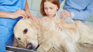 Natural Approaches for Preventing & Treating Cancer in Dogs and Cats Natural Approaches for Preventing & Treating Cancer in Dogs and Cats
