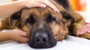 Canine Cancer: Are We Barking Up the Wrong Tree? Canine Cancer: Are We Barking Up the Wrong Tree?