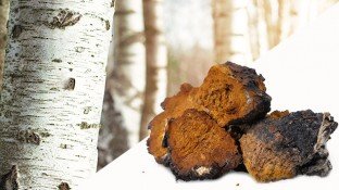 Chaga Mushroom: This Unusual Tree Fungus is a Medicinal Powerhouse Chaga Mushroom: This Unusual Tree Fungus is a Medicinal Powerhouse