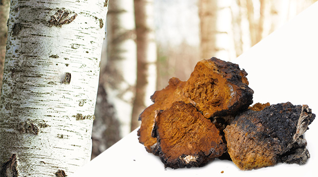 Chaga Mushroom: Good for Cancer Prevention and Treatment?