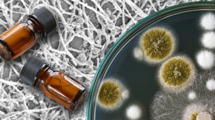 How Essential Oils Can Help Combat Candida Albicans How Essential Oils Can Help Combat Candida Albicans