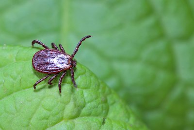 deer tick on a leaf