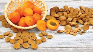 The Incredible Story of Laetrile Part II: What Government Agencies and Big Pharma Don’t Want You to Know The Incredible Story of Laetrile Part II: What Government Agencies and Big Pharma Don’t Want You to Know