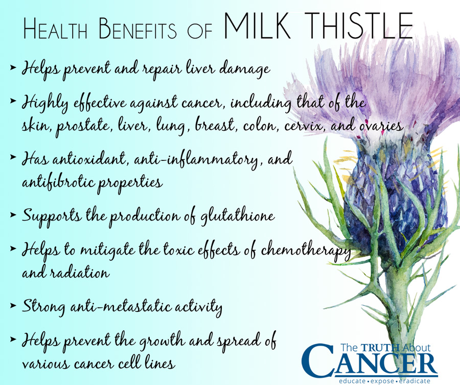 milk-thistle-health-benefits