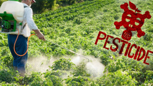 Pesticides and Cancer: The "Love Affair" Continues Pesticides and Cancer: The "Love Affair" Continues