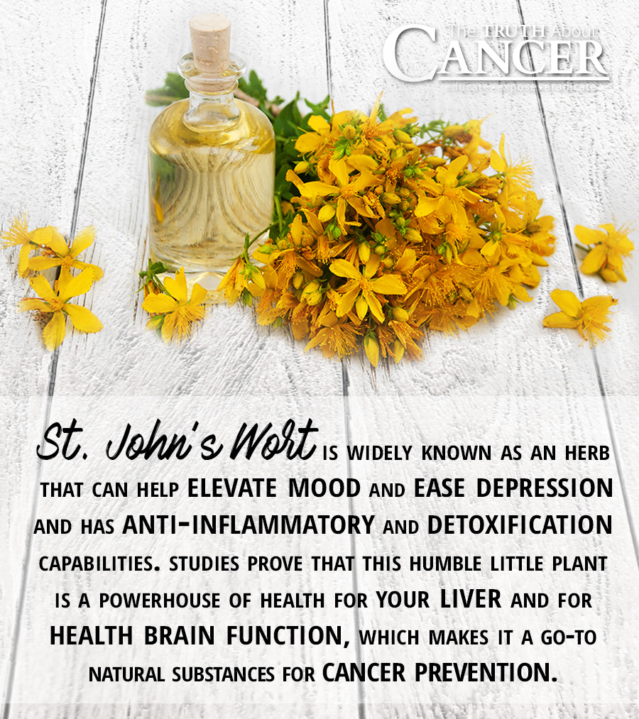 St. John’s Wort Plant A Little Known Cancer Aid?