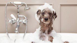 Are Your Dog Grooming Products Toxic? Here's How to Tell Are Your Dog Grooming Products Toxic? Here's How to Tell