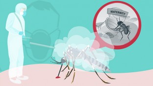 The Truth About the Zika Virus Health Scare (Part 2 of 2) The Truth About the Zika Virus Health Scare (Part 2 of 2)